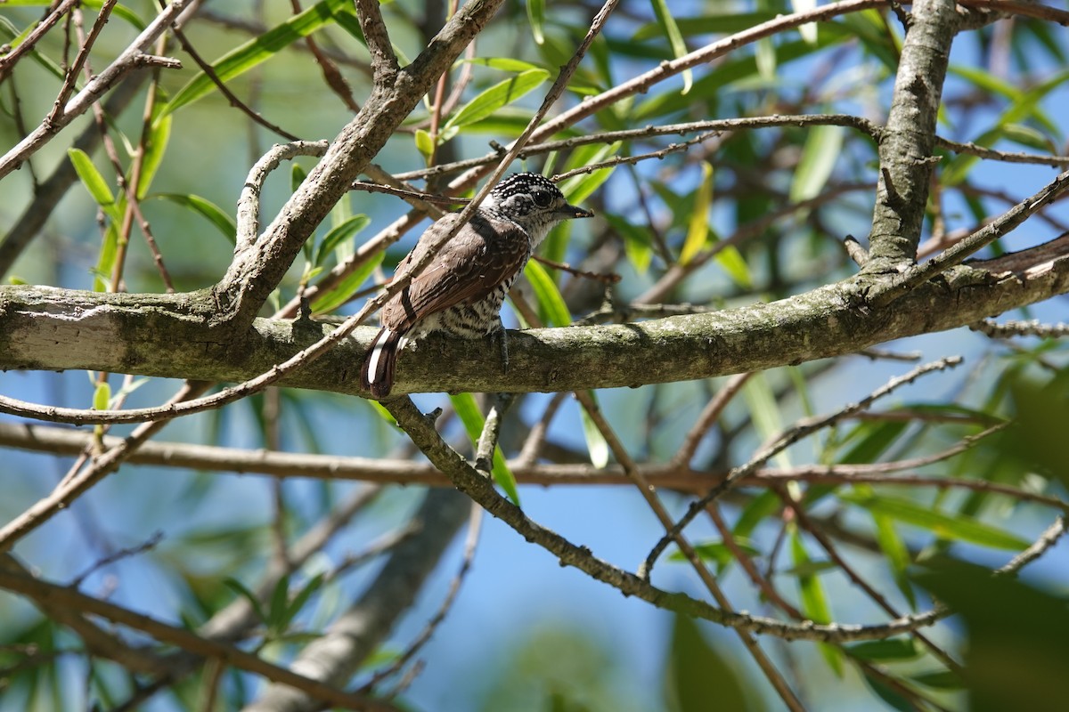 Zebrazwergspecht - ML646813049