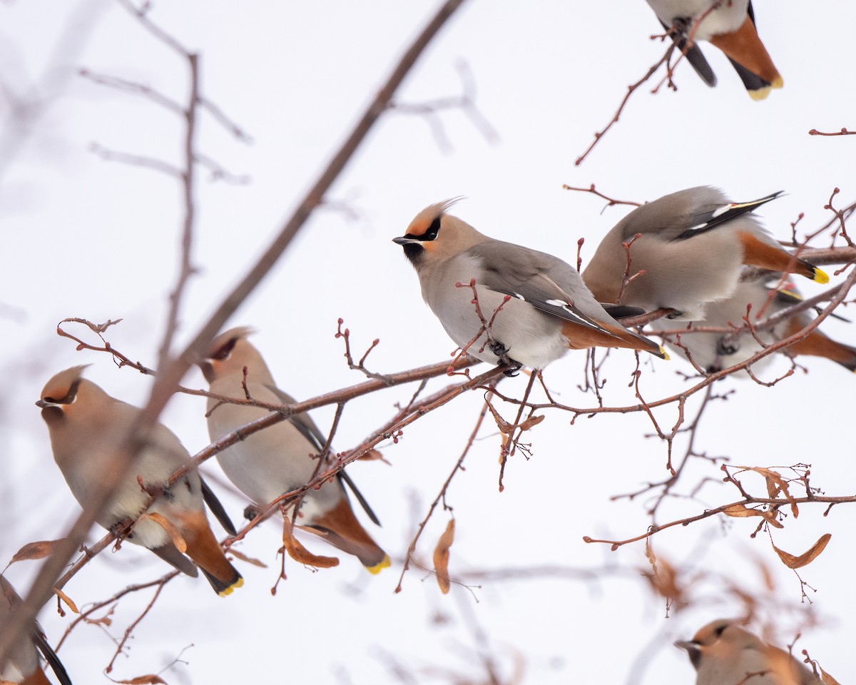 ציצנית - ML646813051