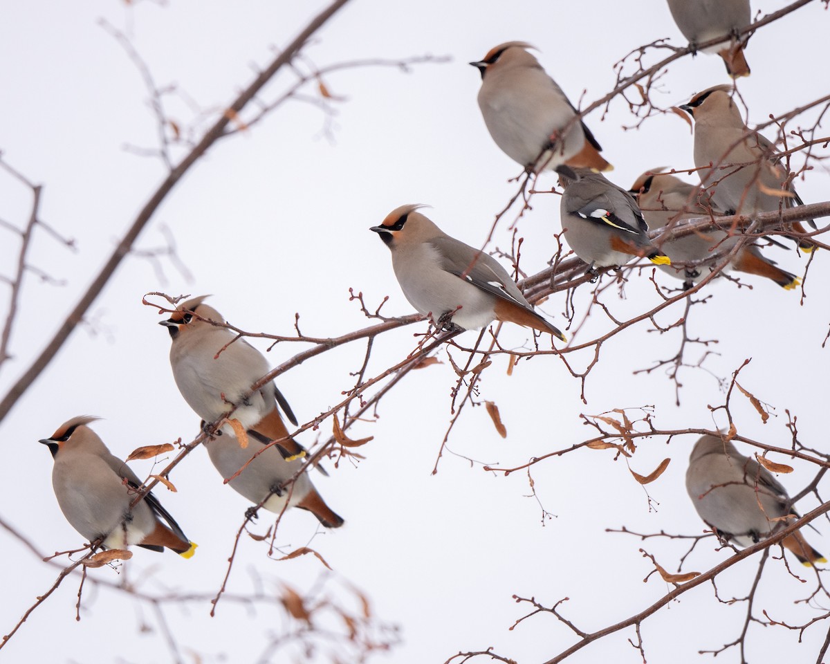 ציצנית - ML646813052