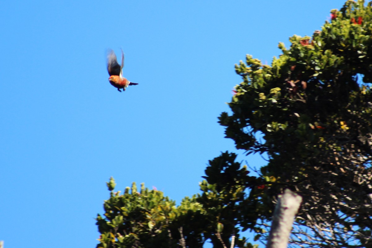 アカハワイミツスイ - ML646813053