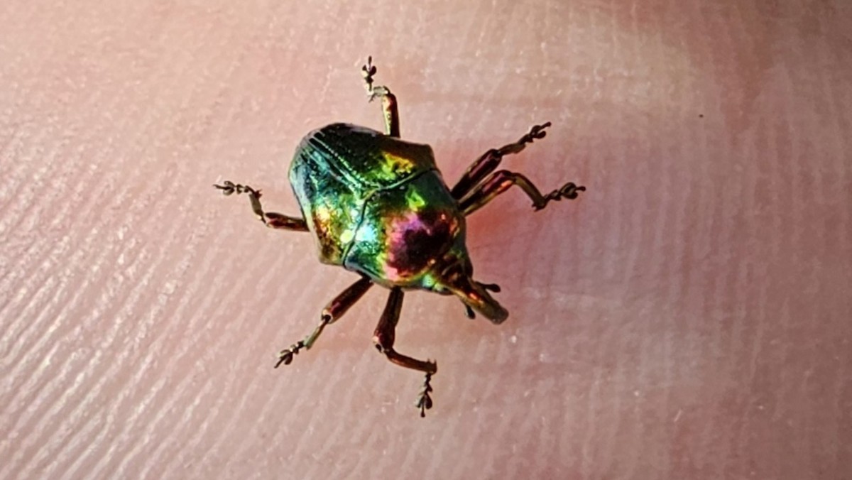 Animals - ML646813054