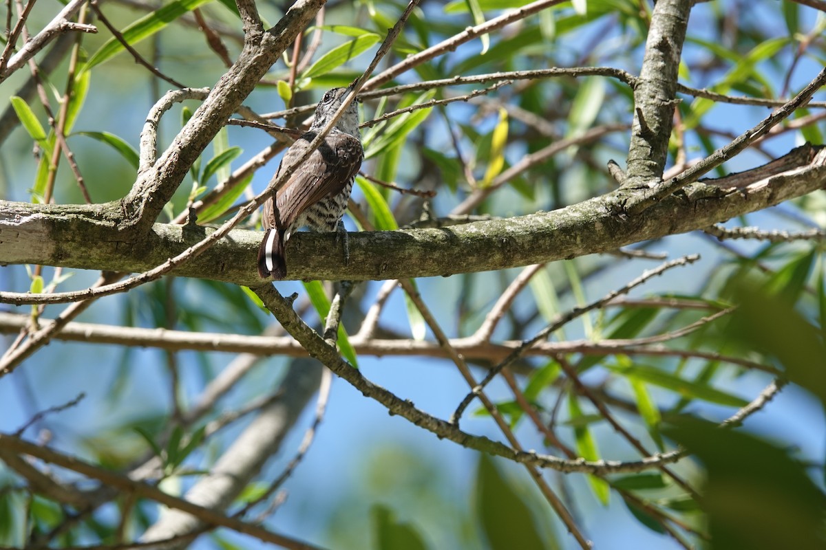 Zebrazwergspecht - ML646813057