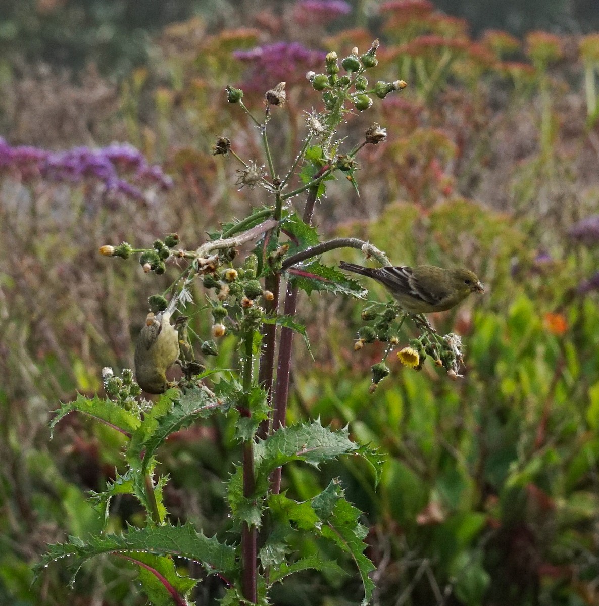 Lesser Goldfinch - ML646813058