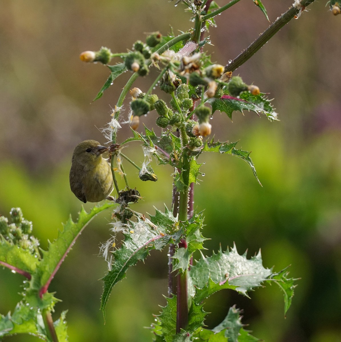 Lesser Goldfinch - ML646813059