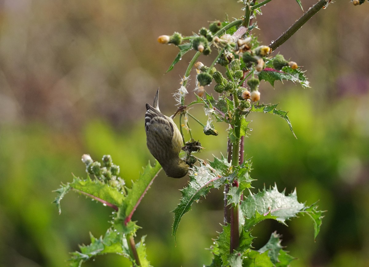 Lesser Goldfinch - ML646813060