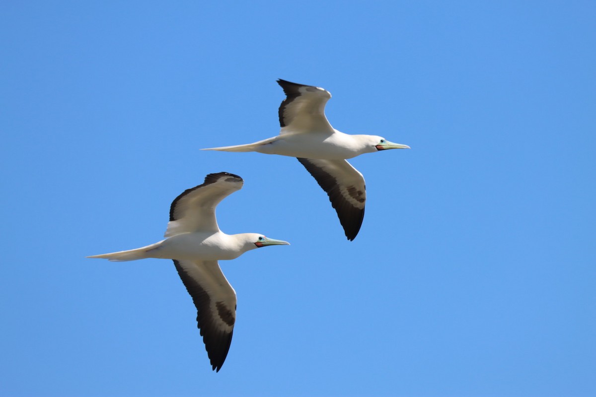 Red-footed Booby - ML646813062