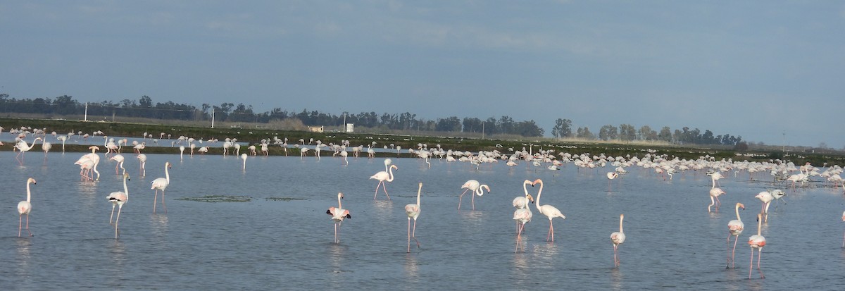 פלמינגו גדול - ML646813063