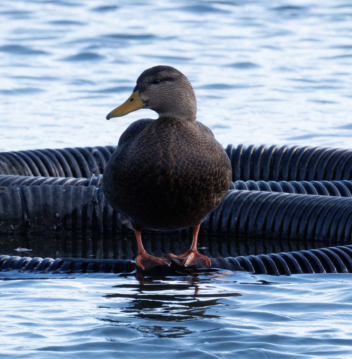 American Black Duck - ML646813066