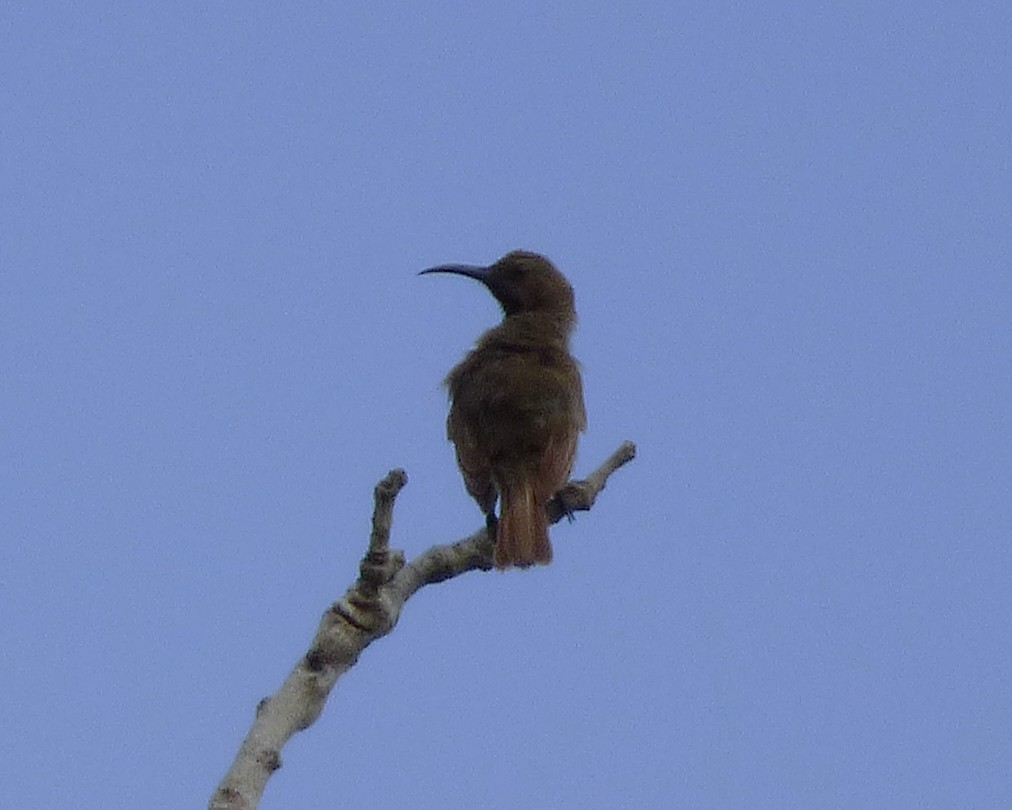 Scarlet-chested Sunbird - ML646813067