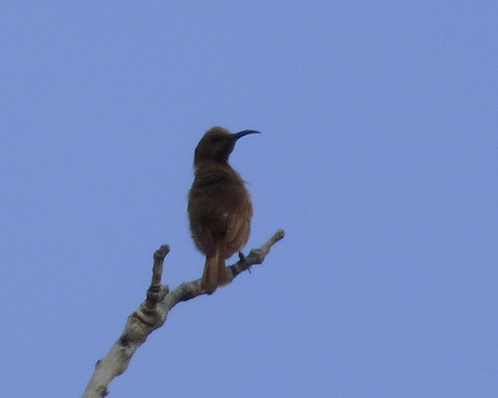 Scarlet-chested Sunbird - ML646813068