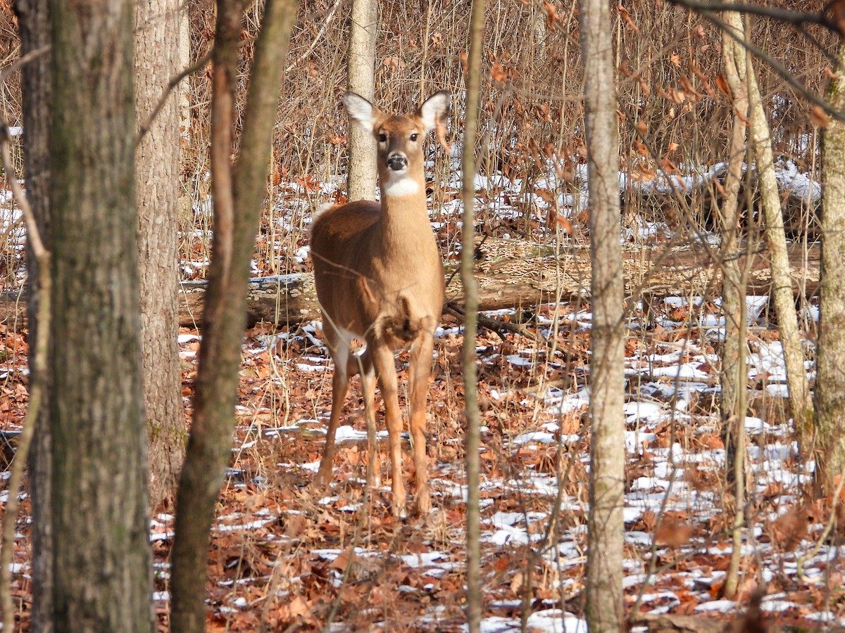 Animals - ML646813069