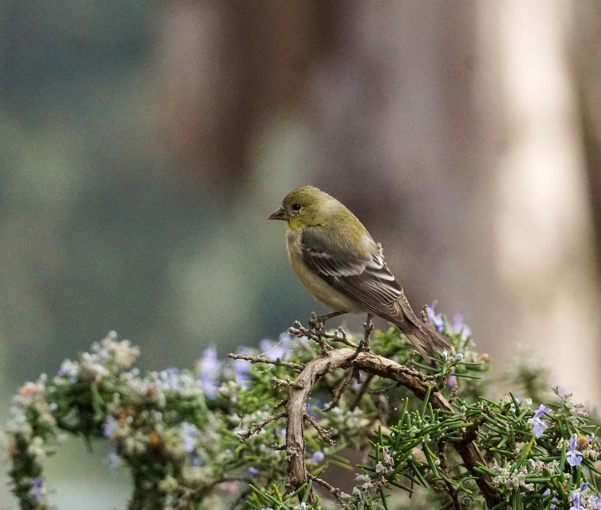 Lesser Goldfinch - ML646813070