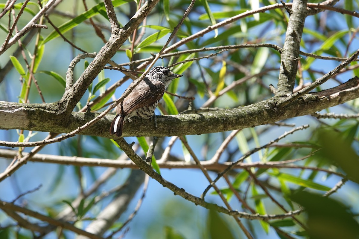 Zebrazwergspecht - ML646813071