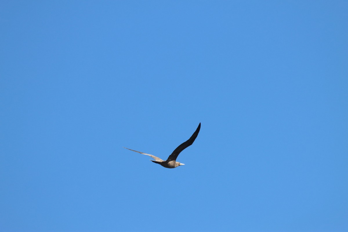 Brown Booby - ML646813073