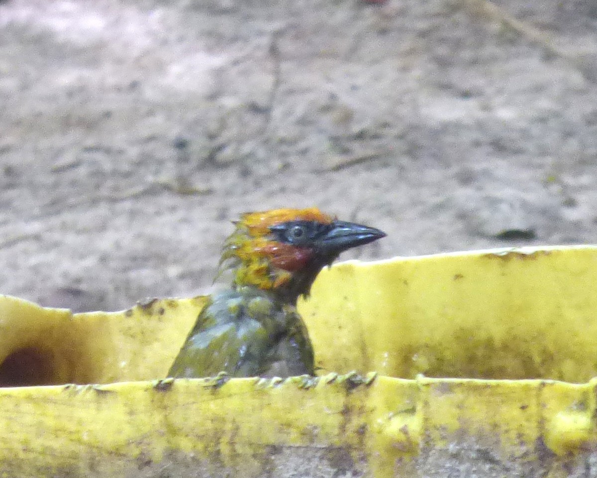 Olive-naped Weaver - ML646813082