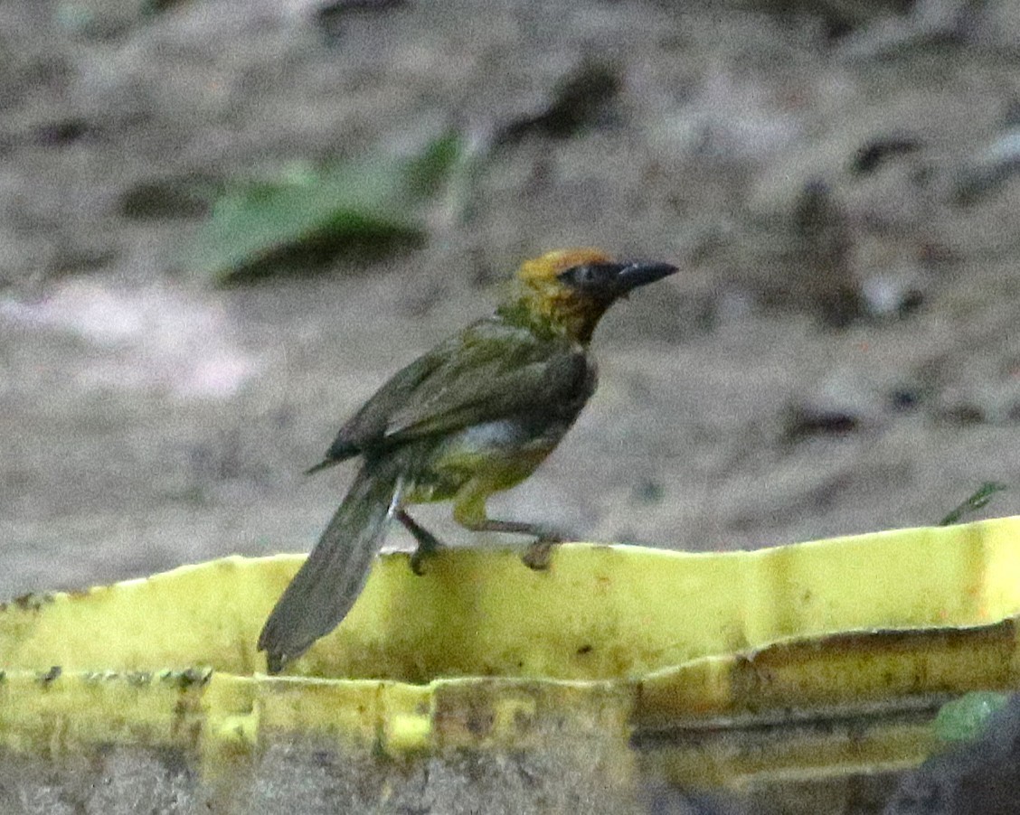 Olive-naped Weaver - ML646813083