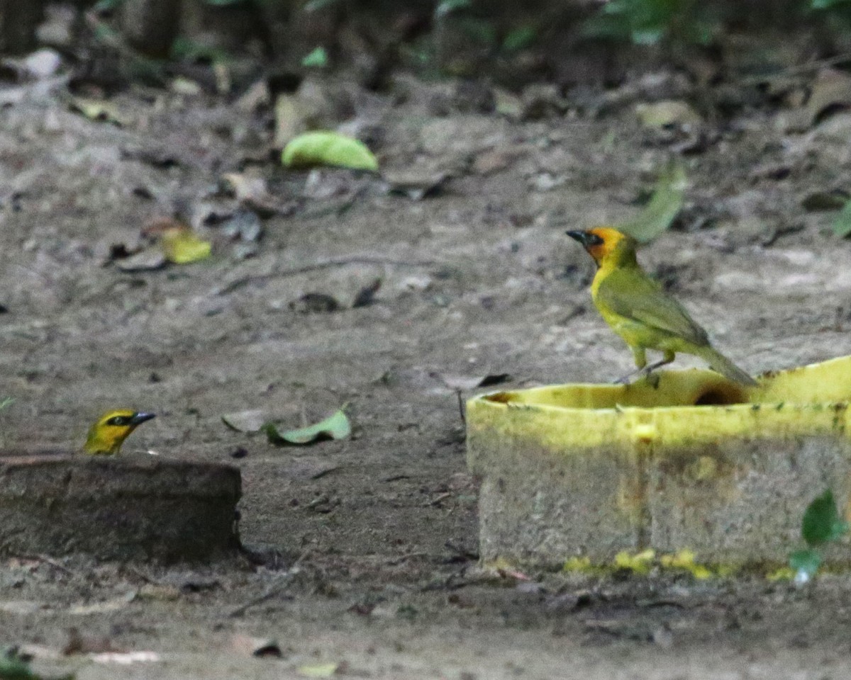 Olive-naped Weaver - ML646813084