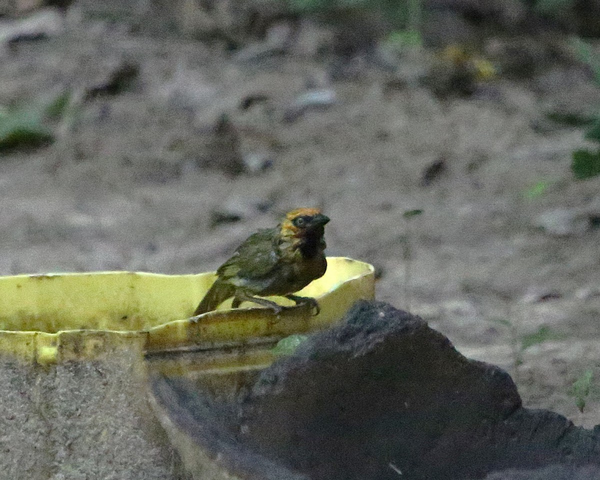 Olive-naped Weaver - ML646813085