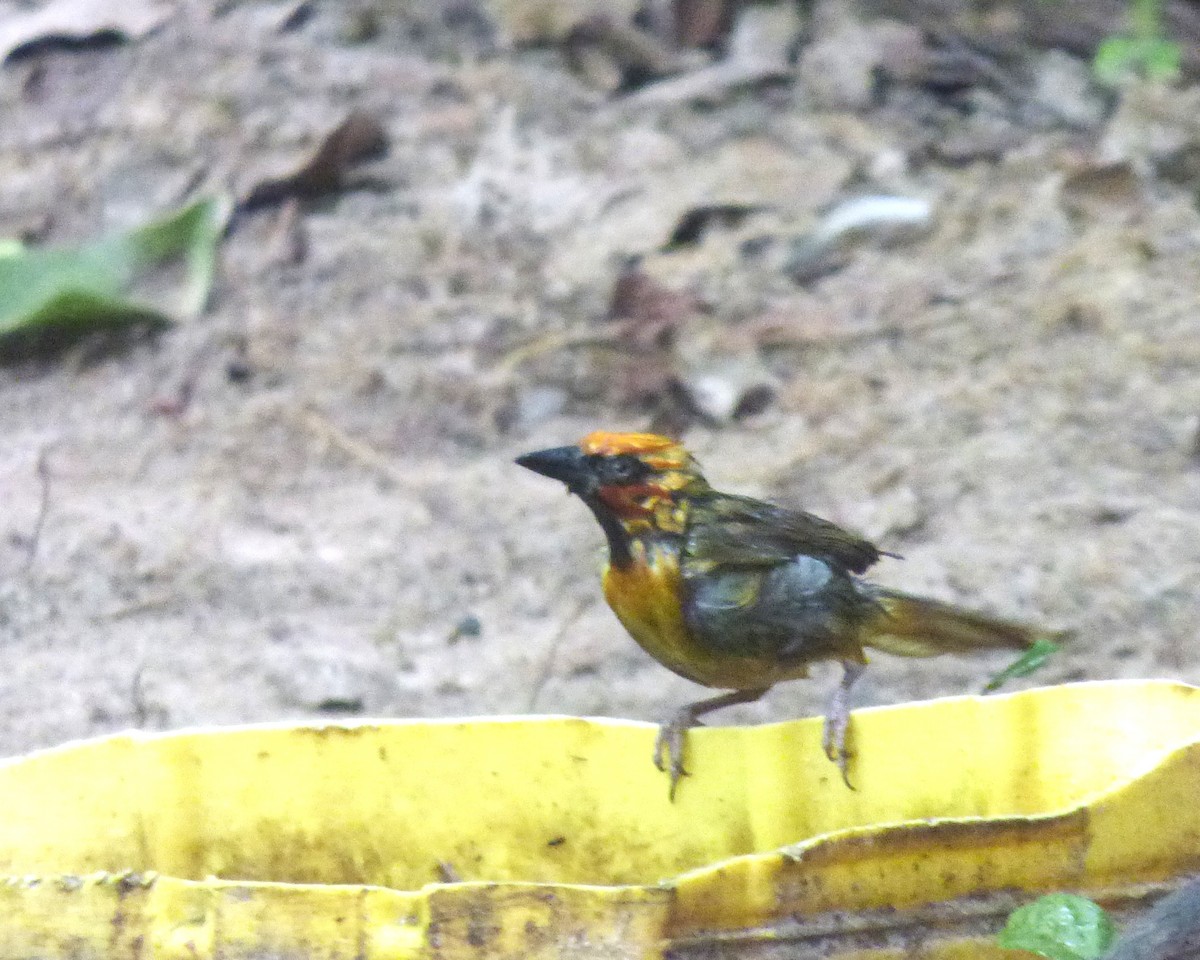 Olive-naped Weaver - ML646813086