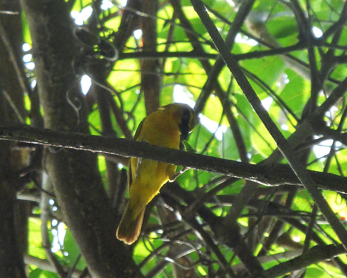 Olive-naped Weaver - ML646813087