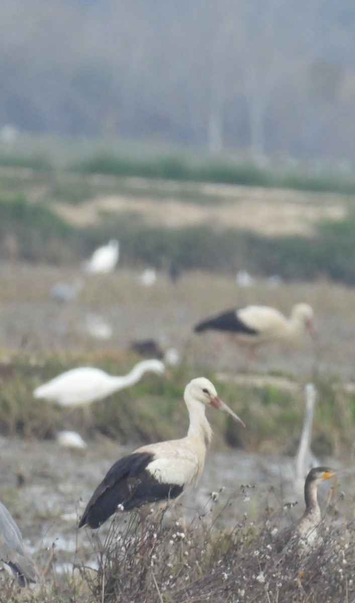 White Stork - ML646813089