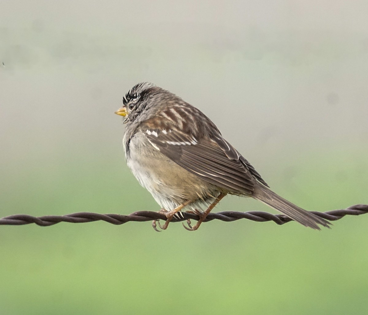 White-crowned Sparrow - ML646813090