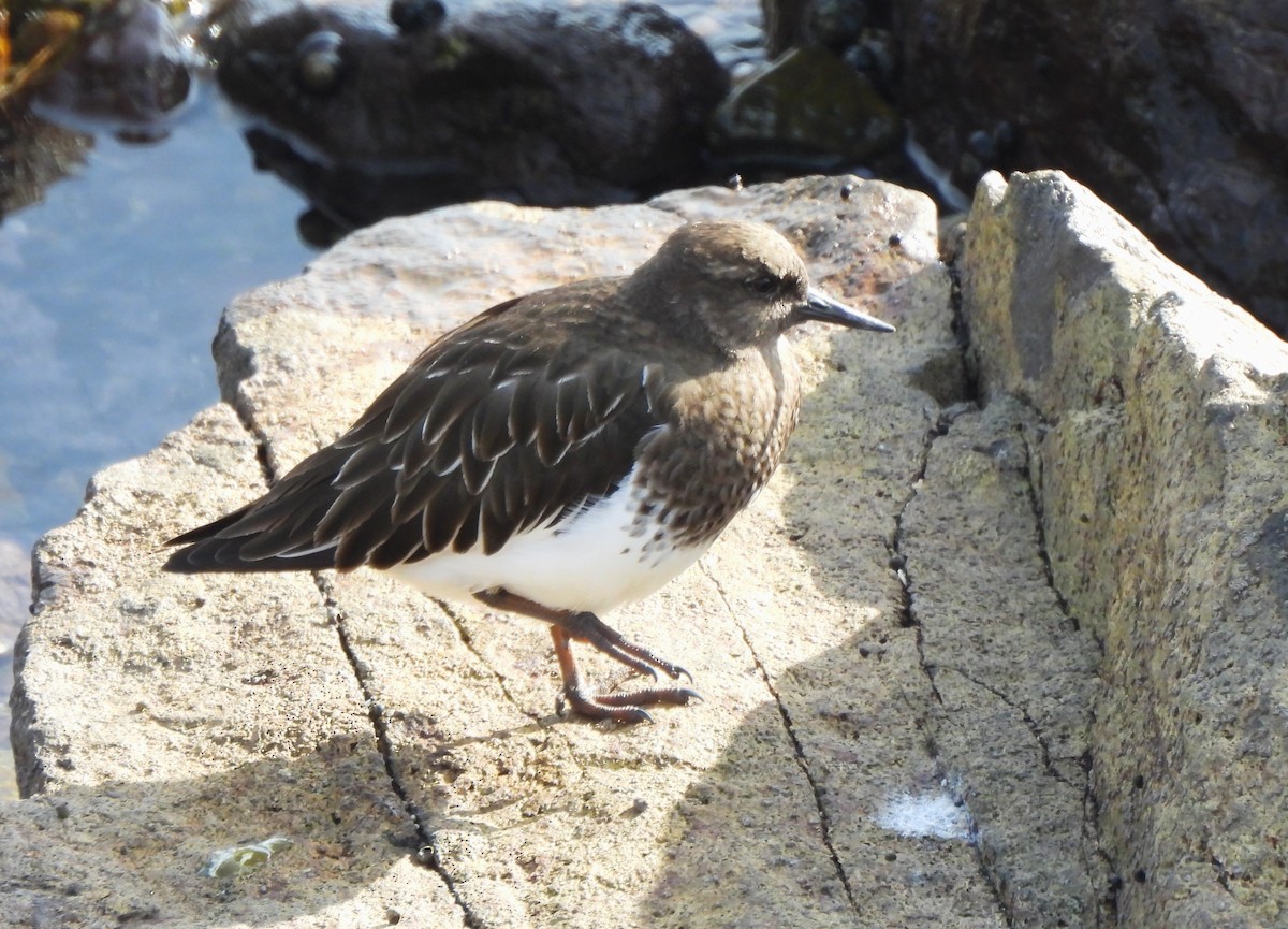 Harri-iraulari iluna - ML646813091