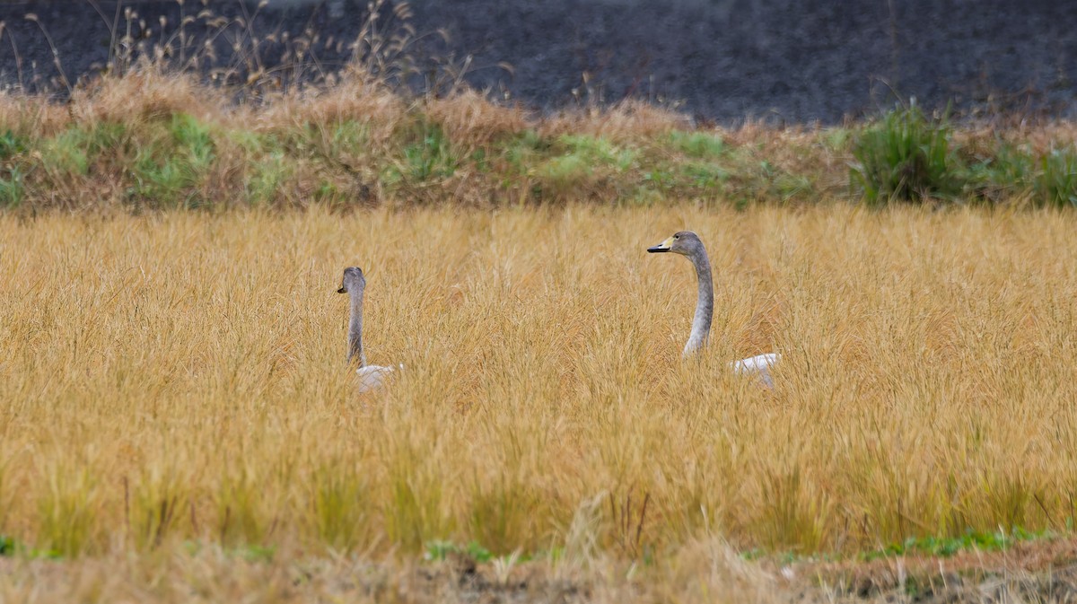 Лебідь-кликун - ML646813092