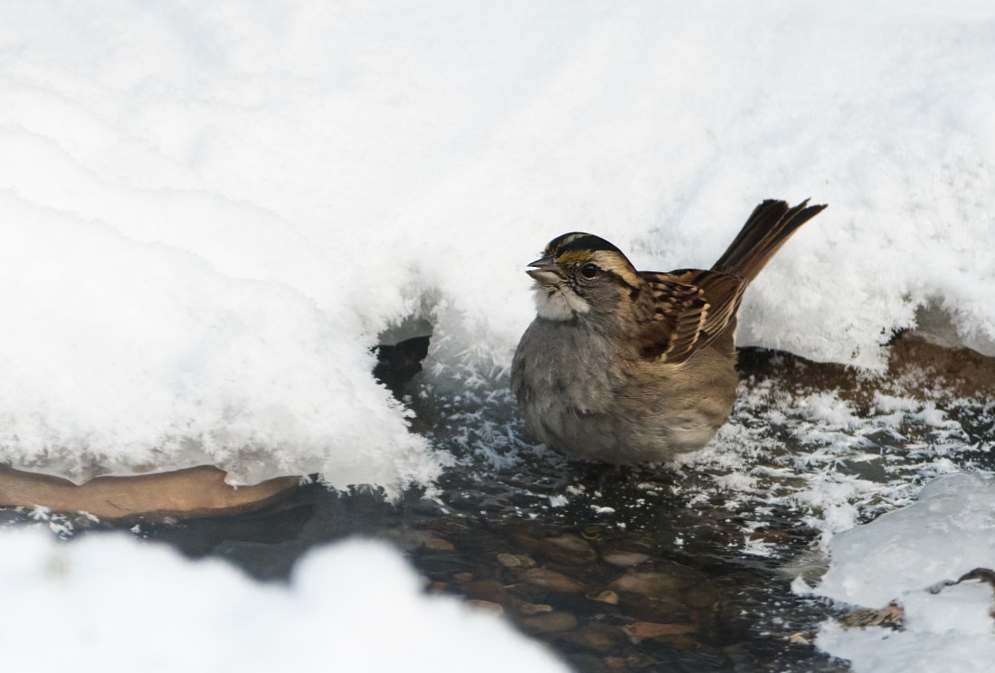 Белогорлая зонотрихия - ML646813094