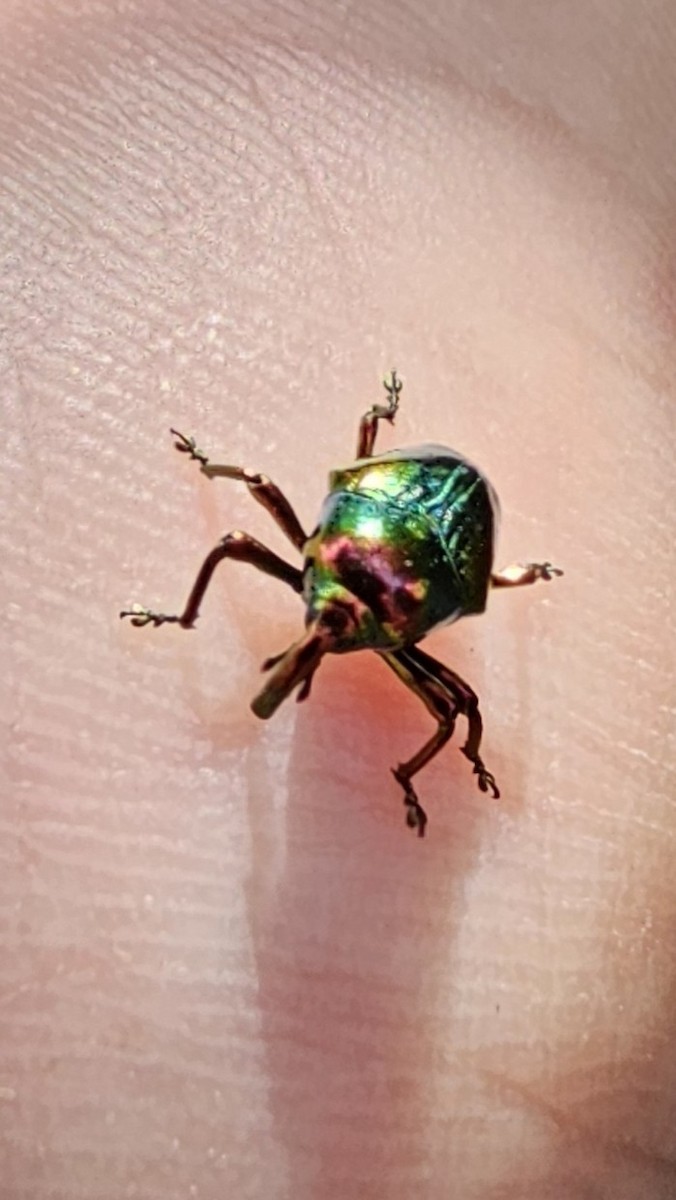 Animals - ML646813096