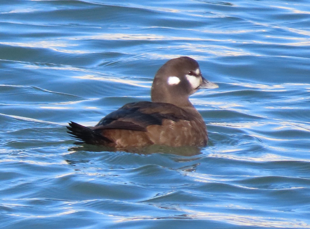 Ahate arlekina - ML646813099