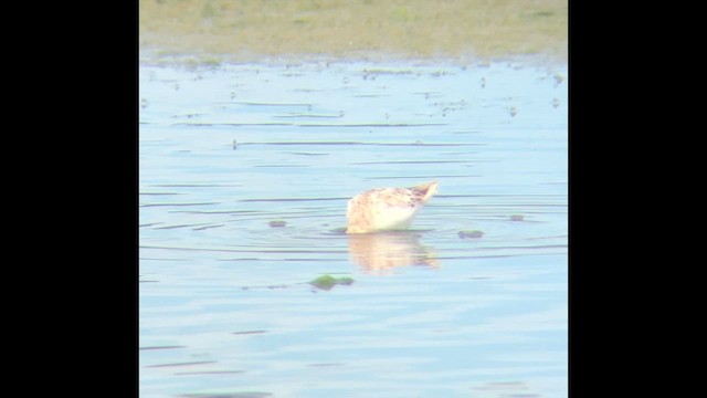 Semipalmated Sandpiper - ML646813100