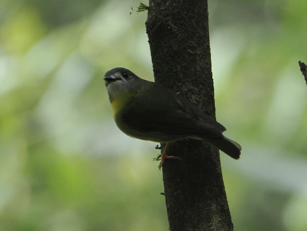 Pale-yellow Robin - ML646813101