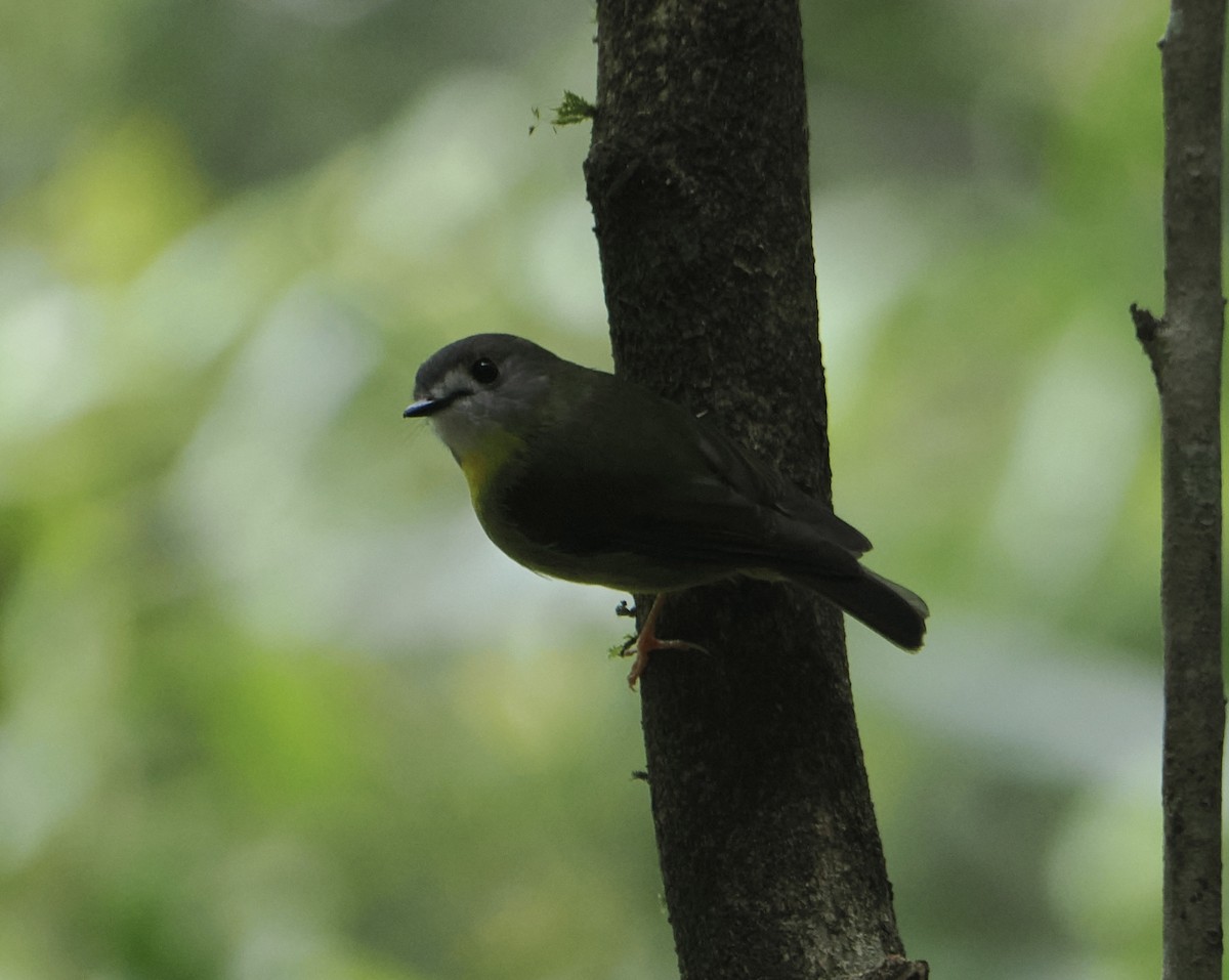 Pale-yellow Robin - ML646813102