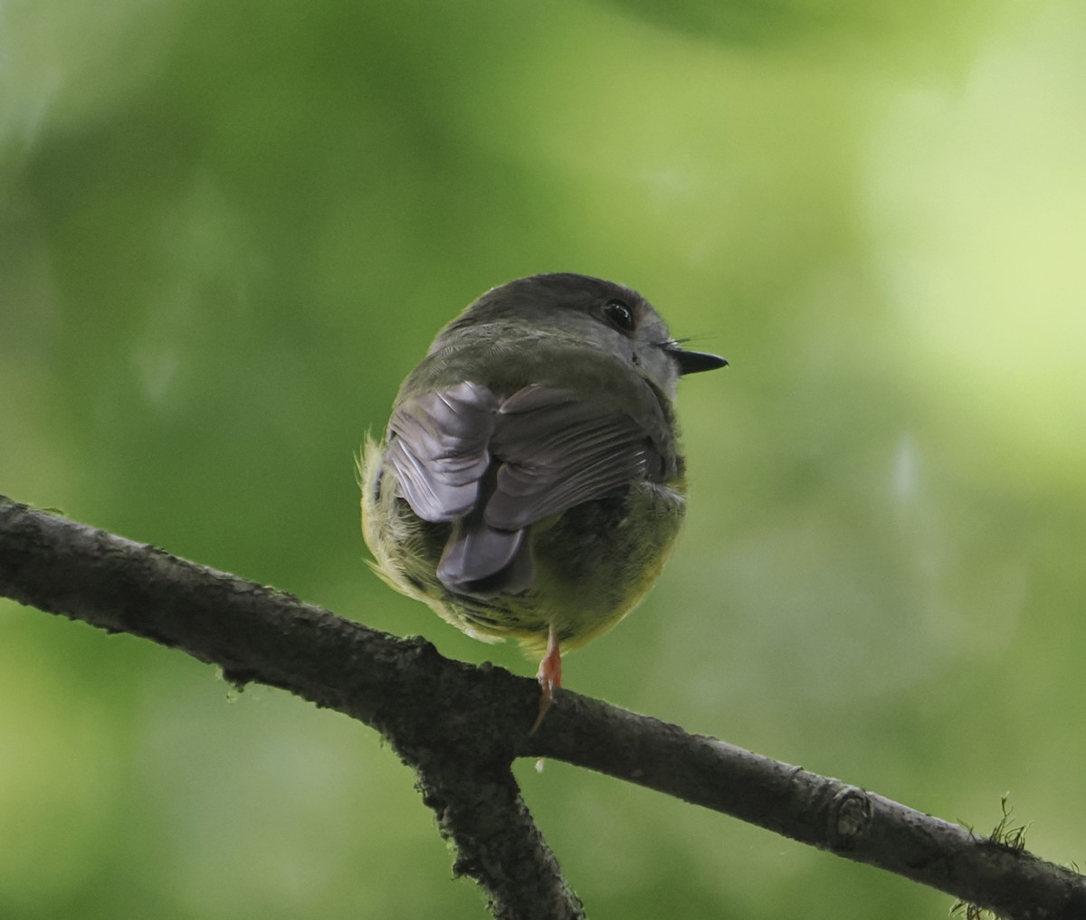 Pale-yellow Robin - ML646813103