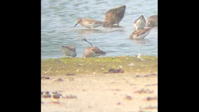 Semipalmated Sandpiper - ML646813104
