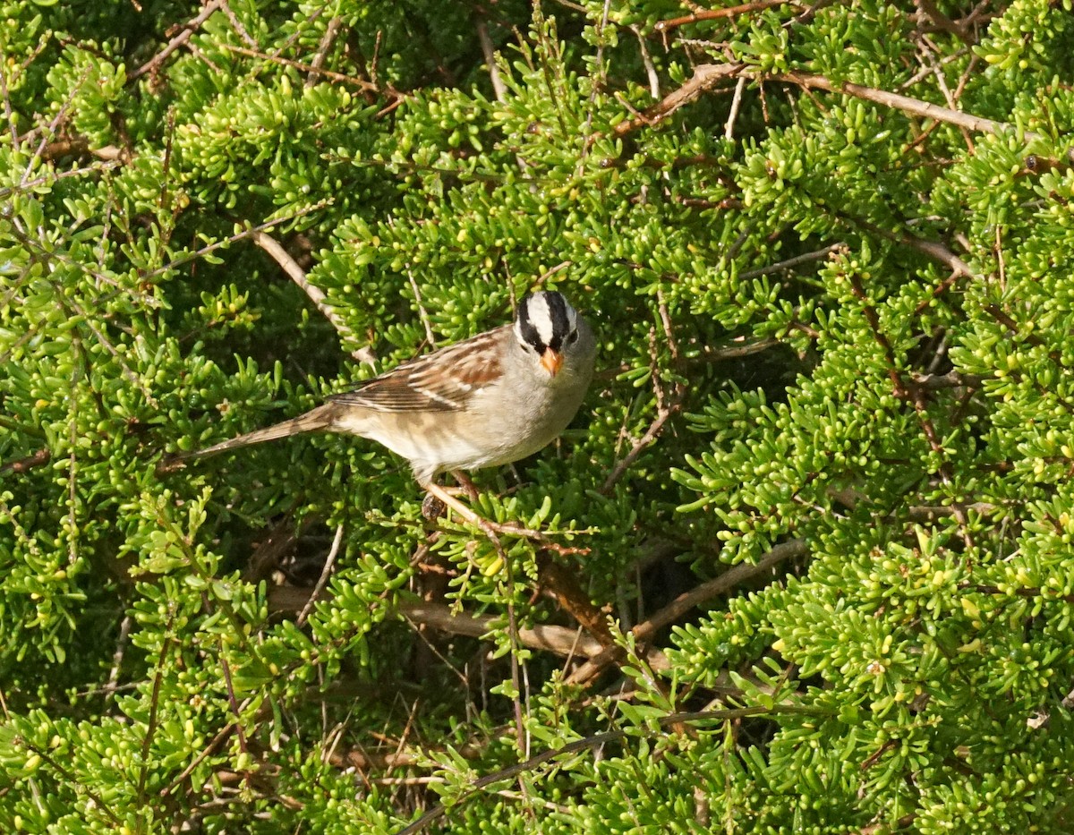 White-crowned Sparrow - ML646813107