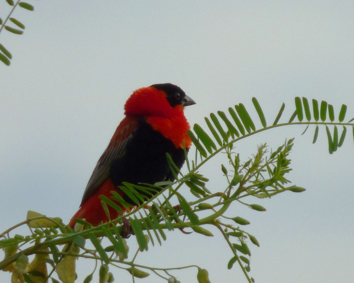 Northern Red Bishop - ML646813110
