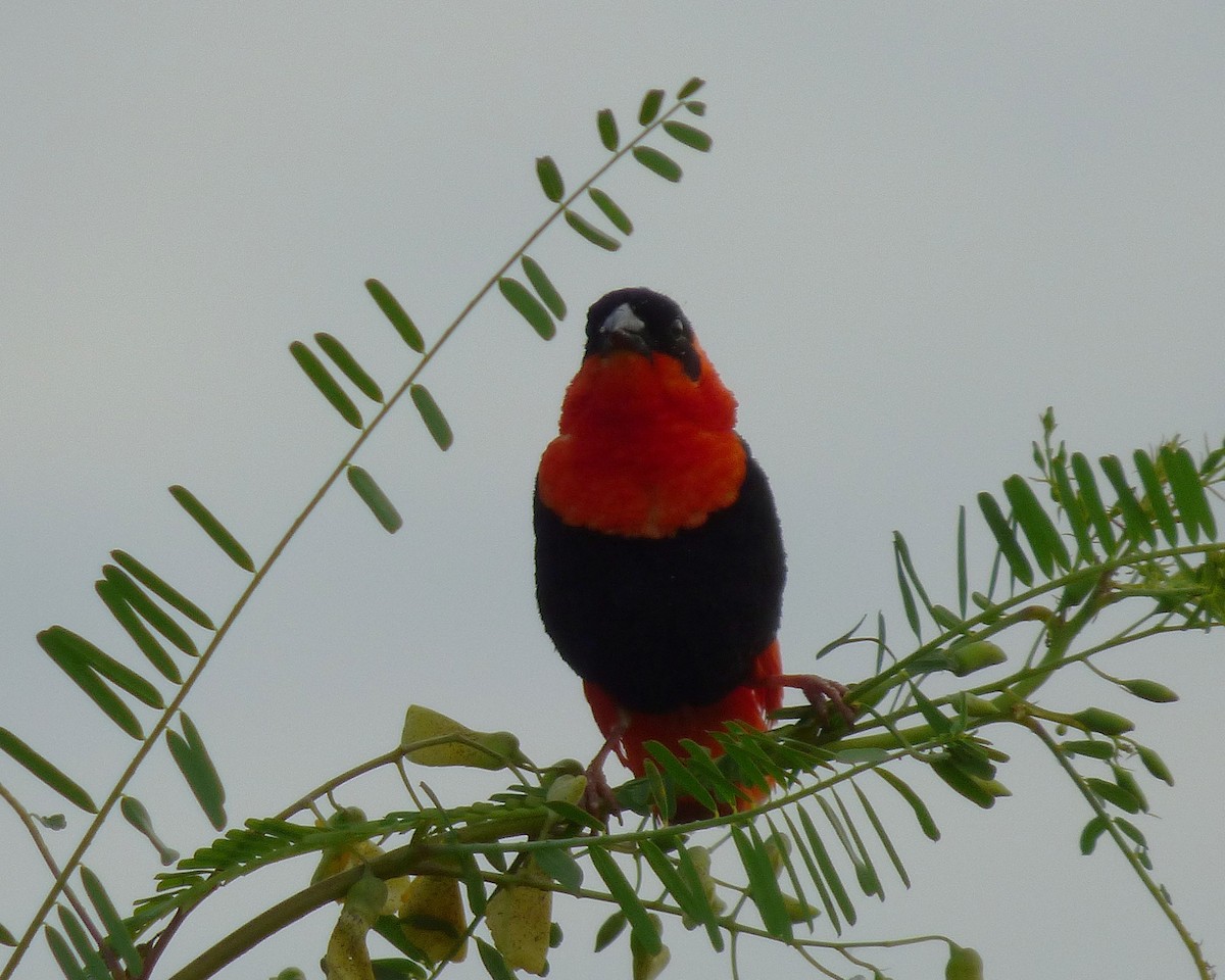 Northern Red Bishop - ML646813111