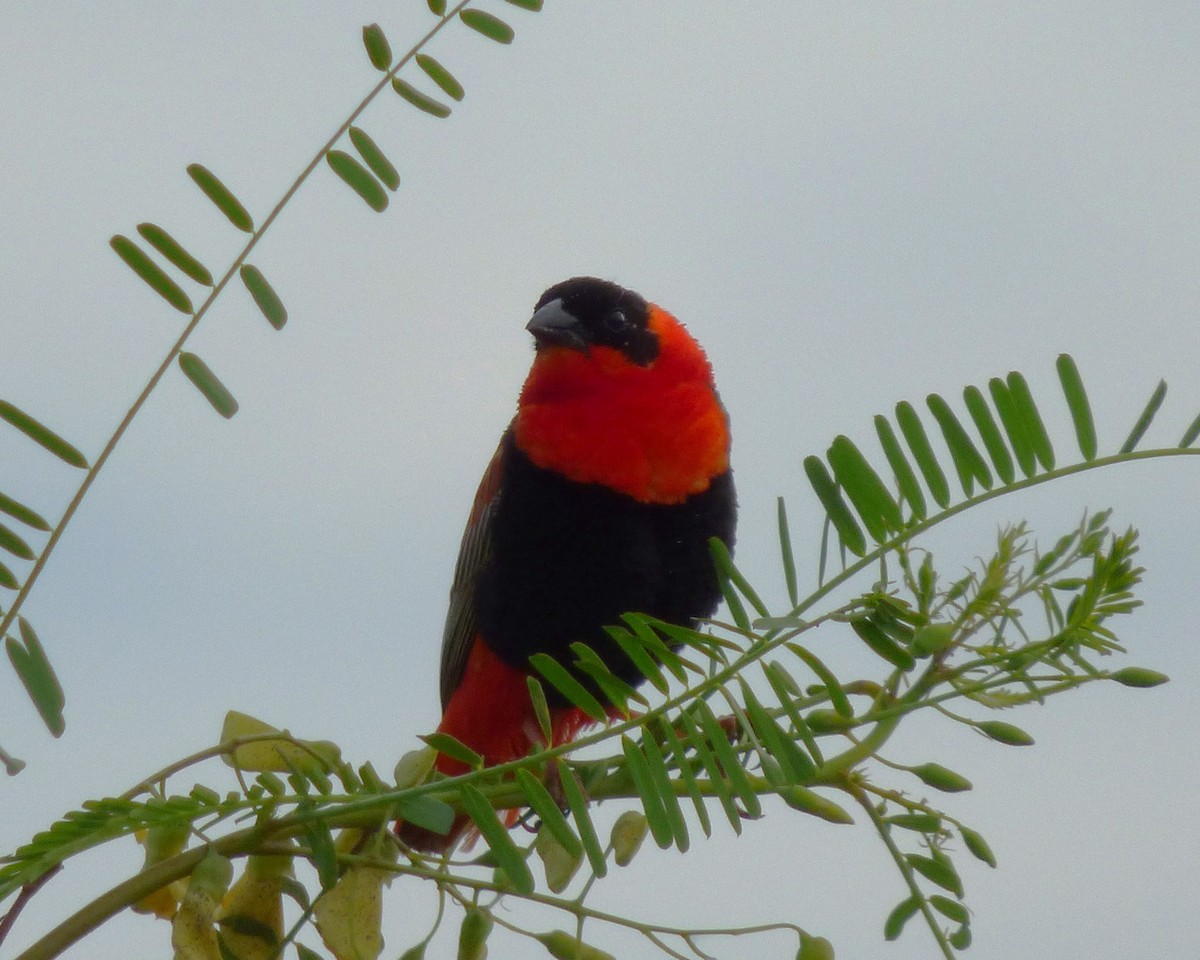 Northern Red Bishop - ML646813112