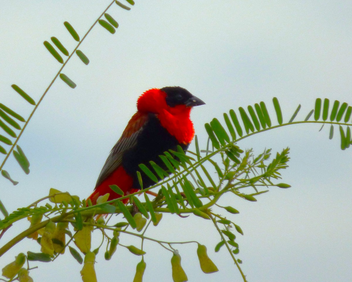 Northern Red Bishop - ML646813113