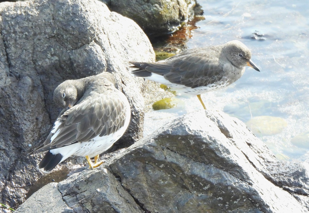 Surfbird - ML646813114