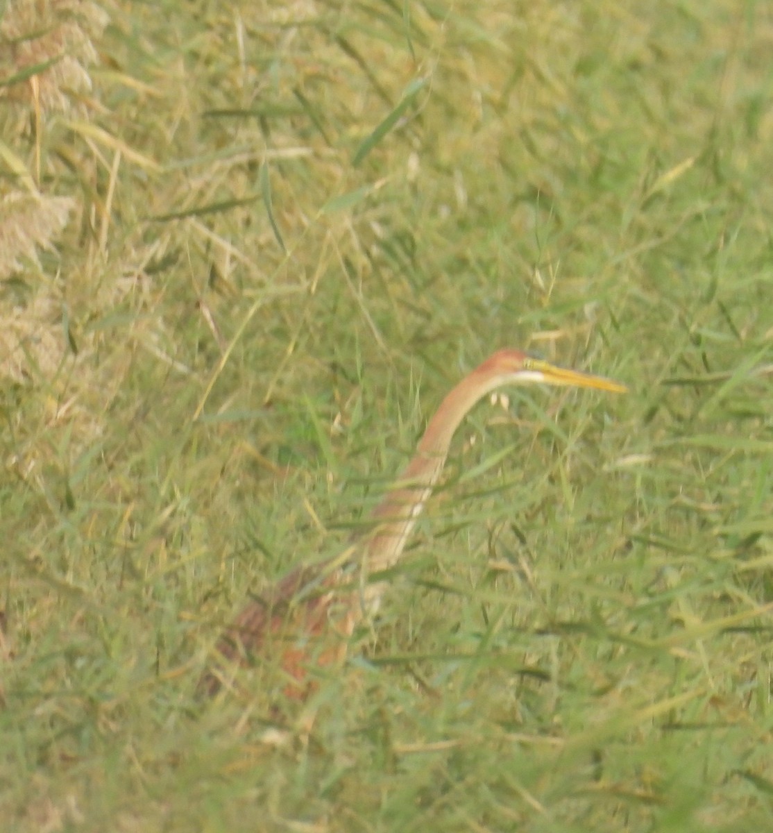 אנפה ארגמנית - ML646813117