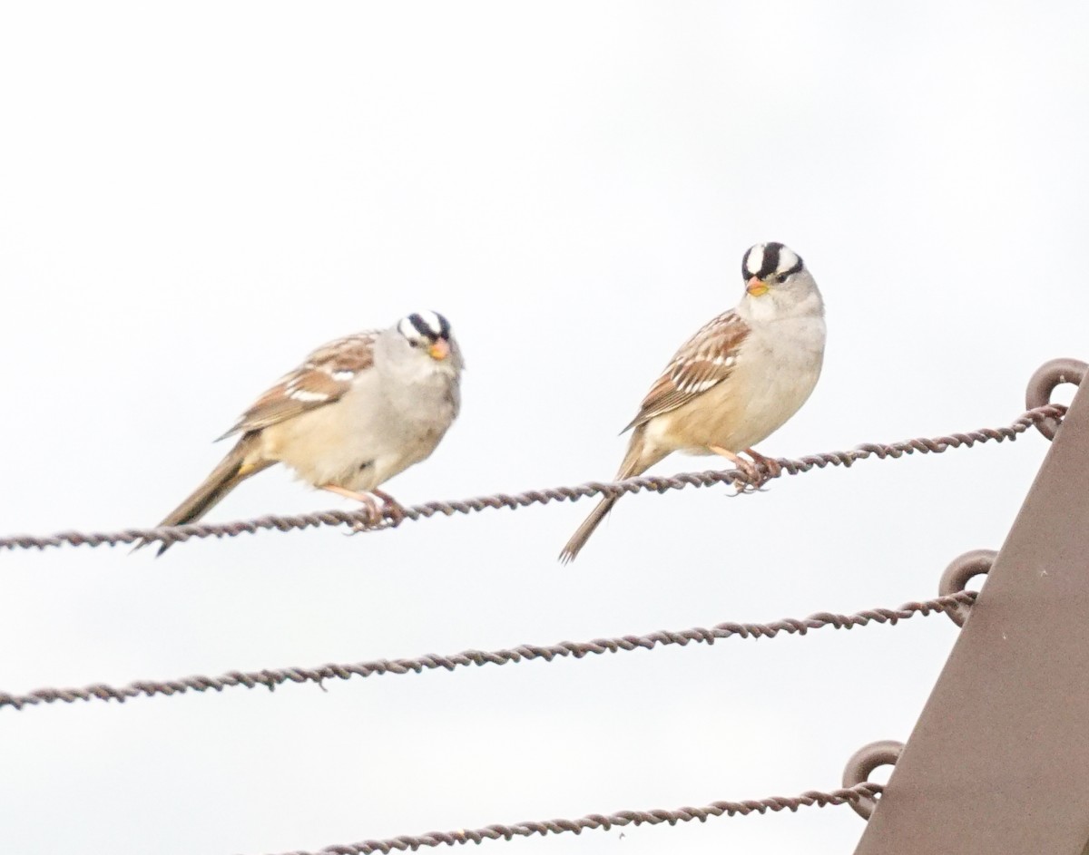 White-crowned Sparrow - ML646813118