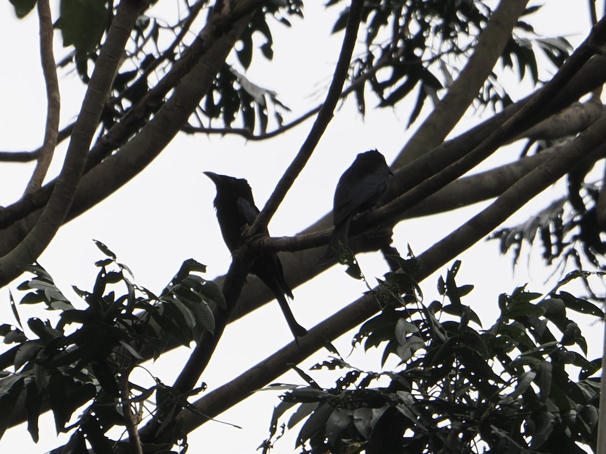 Spangled Drongo - ML646813122