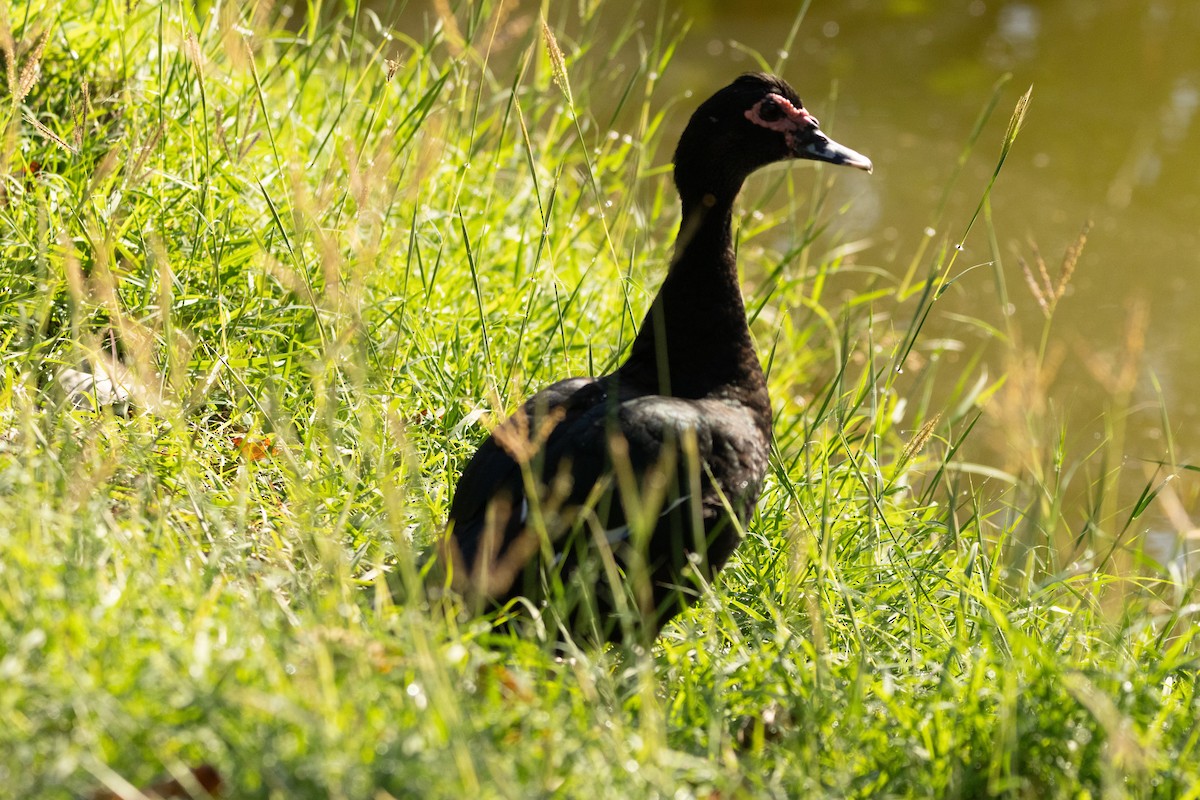 ノバリケン - ML646813129