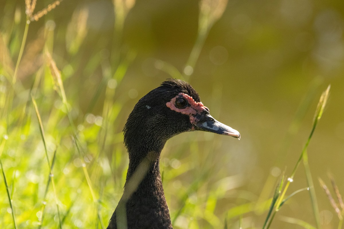 ノバリケン - ML646813130