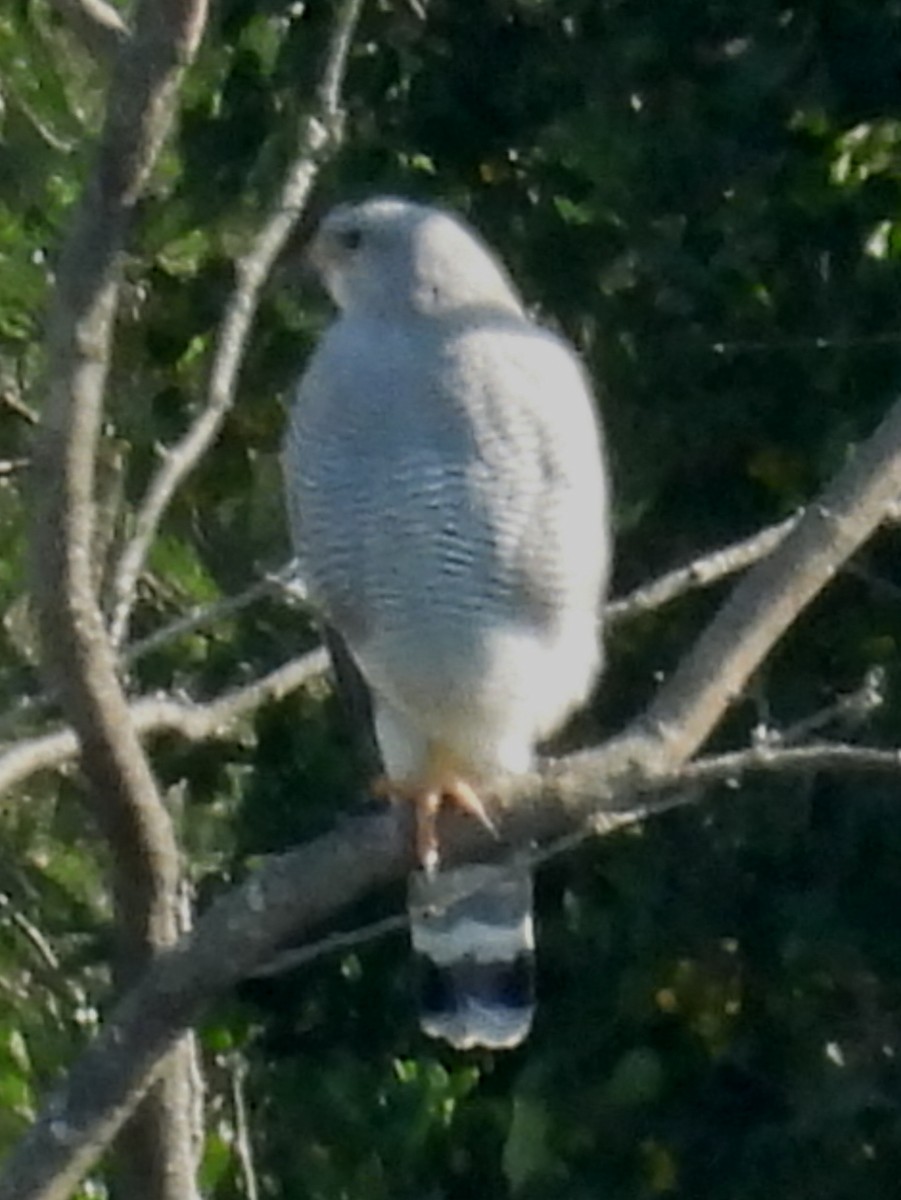 nordgråvåk - ML646813131