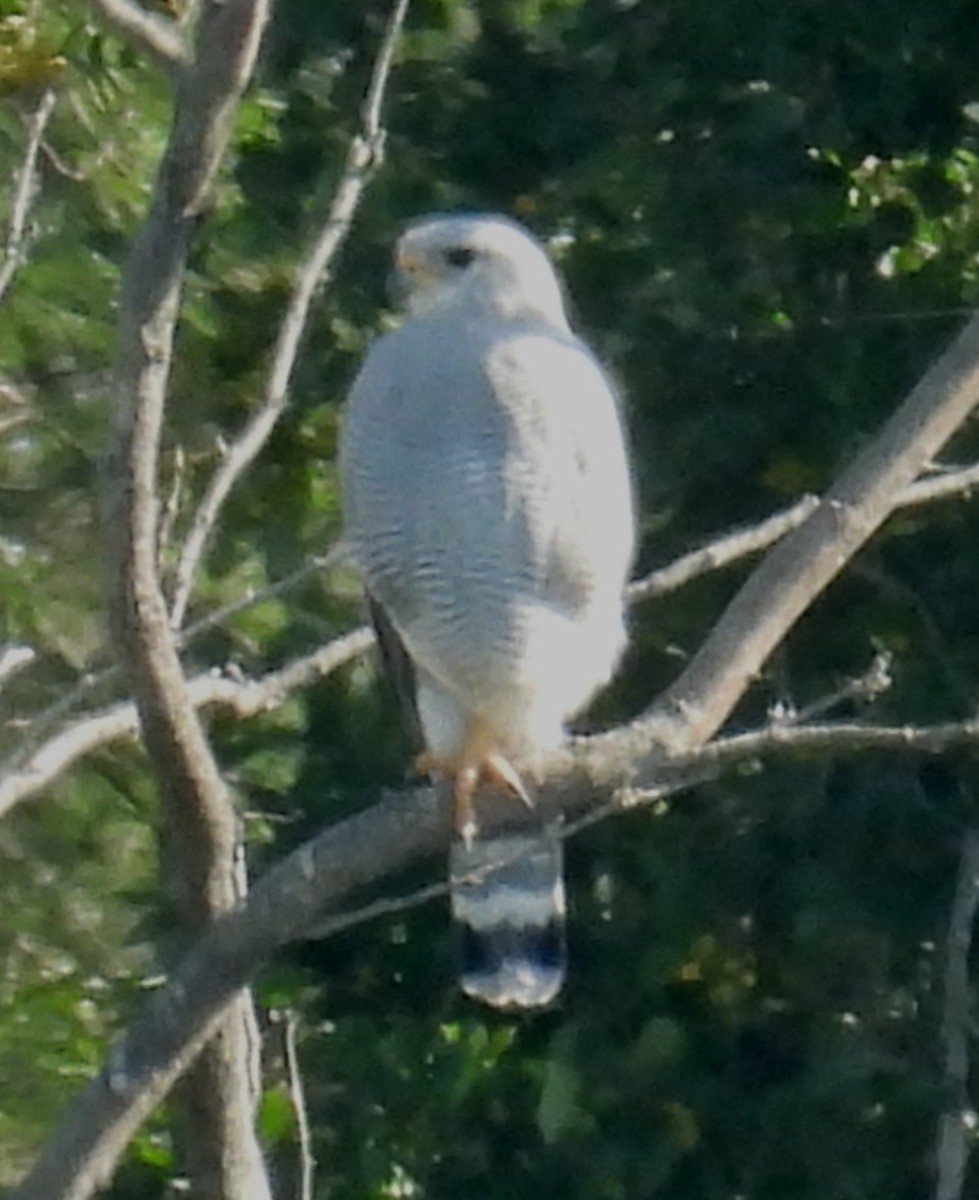 nordgråvåk - ML646813132