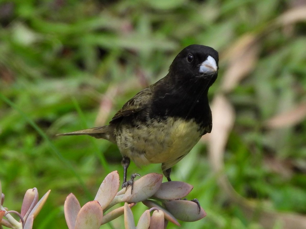 Yellow-bellied Seedeater - ML646813133
